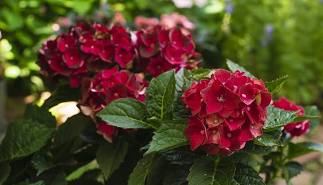 Hydrangea - Heart Throb
