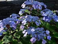 Hydrangea - Twist And Shout