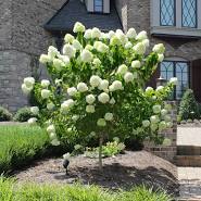 Hydrangea - Limelight