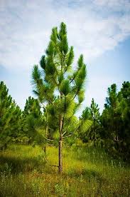 Longleaf Pine