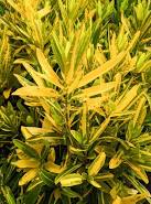 Croton - Sunny Star