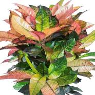 Croton - Mrs. Iceton