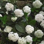 Hydrangea - Blushing Bride