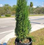 Southern Fuzzy Cedar