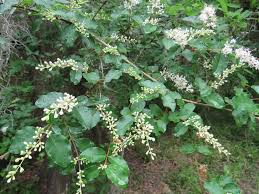 Ligustrum - Sinensis