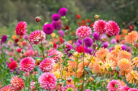 Dahlia