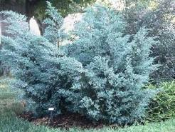 Gray Owl Juniper