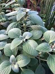 Plectranthus