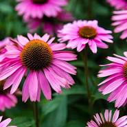 Coneflower - Purple