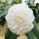 Camellia - Morning Glow