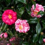 Camellia - Tricolor