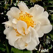 Camellia - Victory White