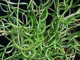 Juncus - Big Twister