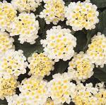 Lantana - White