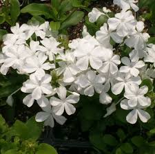 White Plumbago