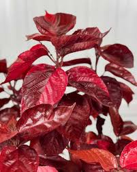 Copper Leaf Plant Louisiana Red