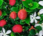 Natal Plum
