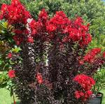 Crape Myrtle - Dynamite
