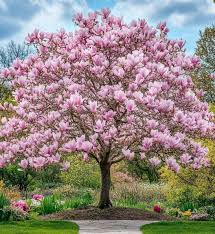 Magnolia Saucer