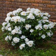 Knock Out Rose - White