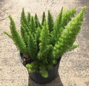 Foxtail Fern