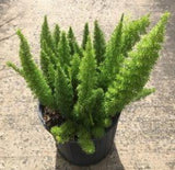 Foxtail Fern