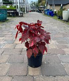 Big Leaf Copper Plant