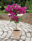 Bougainvillea