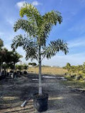 Foxtail Palm