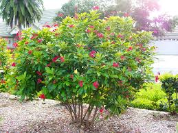 Jatropha
