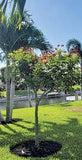 Jatropha