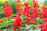 Salvia splendens