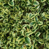 Japanese Boxwood