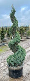 Blue Point Juniper - Topiary