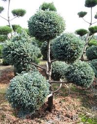 Blue Point Juniper - Topiary