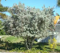 Silver Buttonwood