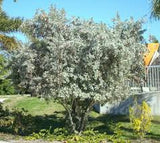 Silver Buttonwood