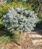 Silver Buttonwood
