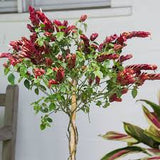 Shrimp Plant - Red