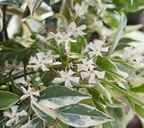 Confederate Jasmine - Trellised
