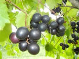 Fruit Grapes