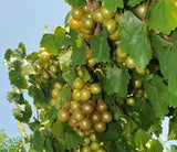 Fruit Grapes