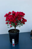 Azalea - Red Formosa