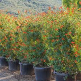 Cape Honeysuckle