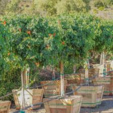 Cape Honeysuckle