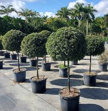 Eugenia Topiary