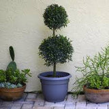 Eugenia Topiary