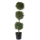 Eugenia Topiary