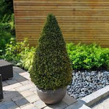 Eugenia Topiary