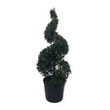 Eugenia Topiary